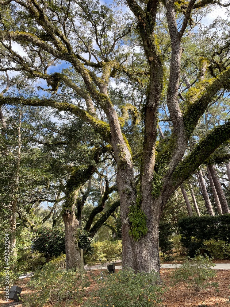 Virginia oak trees with fern covered branches Virginia oak trees with fern covered branches