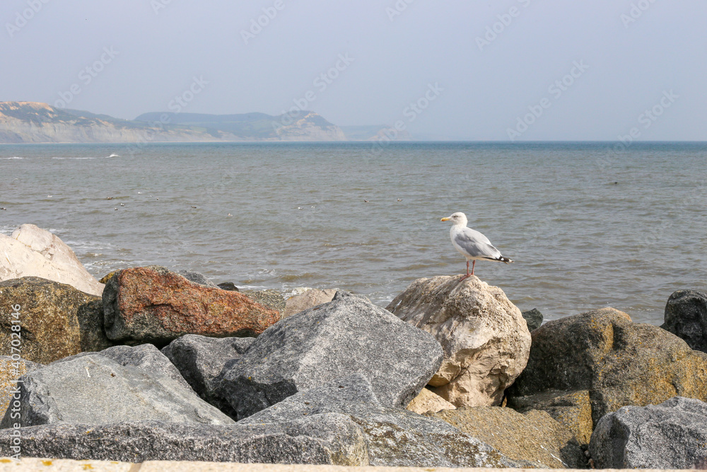 custom made wallpaper toronto digitalMöwe auf Stein an der Küste