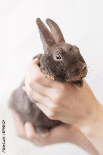 fluffy grey pet rabbit on beige background