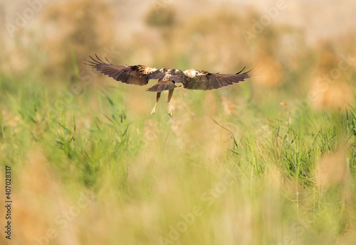 Eurasian Marsh harrier flying at Asker Marsh, Bahrain © Dr Ajay Kumar Singh