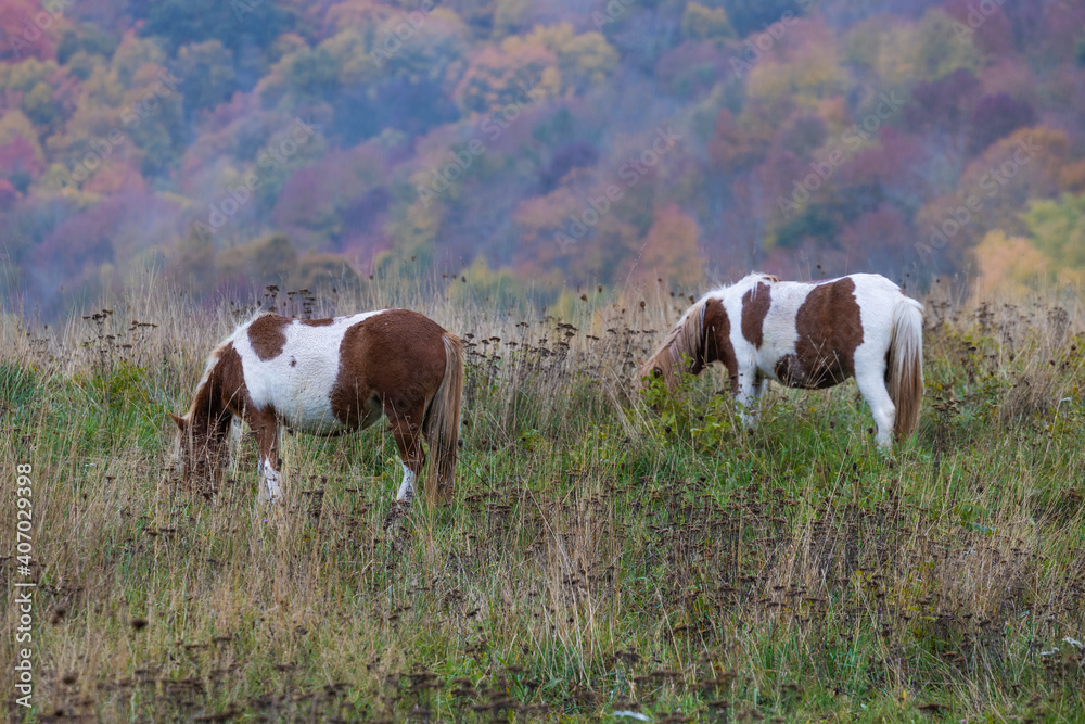 Wild Ponies in Greyson Heights State Park in Virginia on a rainy day.