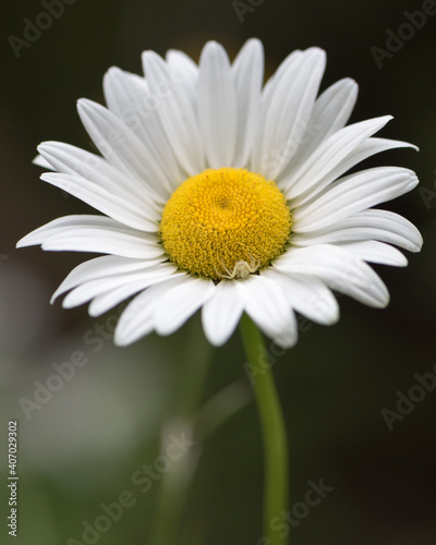 daisy flower closeup