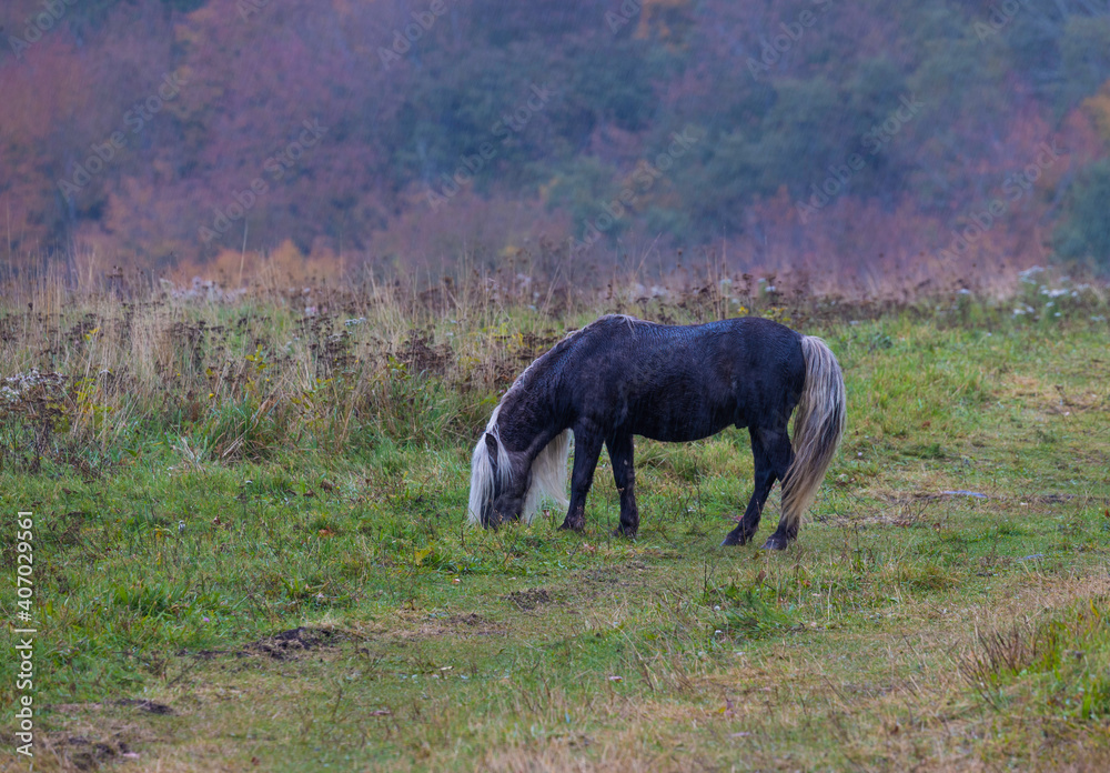 Wild Ponies in Greyson Heights State Park in Virginia on a rainy day. Wild Ponies in Greyson Heights State Park in Virginia on a rainy day.