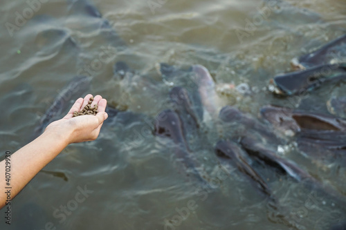 Hand holding food for feeding fish in the river.