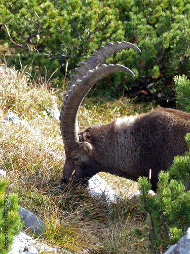 Alpine ibex (Capra ibex) in the high mountains between mountain pines