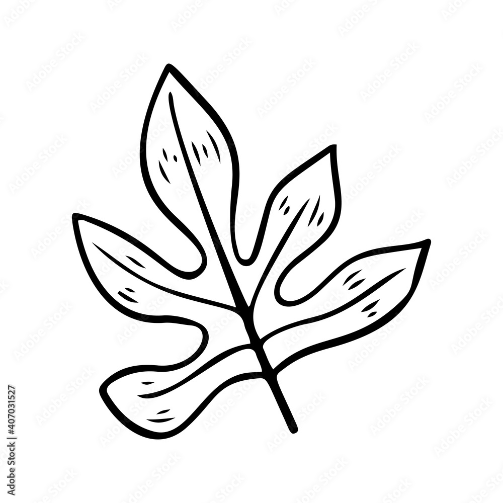 Silhouette of Aralia leaves. Tropical plant floral doodle element. Outline Aralia hawaiian leaf. Hand drawn palm leaves Silhouette of Aralia leaves. Tropical plant floral doodle element. Outline Aralia hawaiian leaf. Hand drawn palm leaves