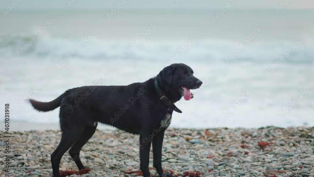 Wet dog black labrador stands on the beach. Sea on the background. Cold season. Wet dog black labrador stands on the beach. Sea on the background. Cold season.
