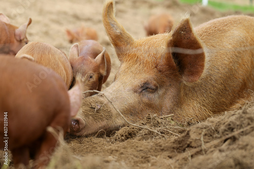 Tamworth Schwein mit Ferkel