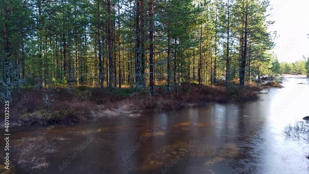 frozen water in marsh and on dirt track in the woods frozen water in marsh and on dirt track in the woods