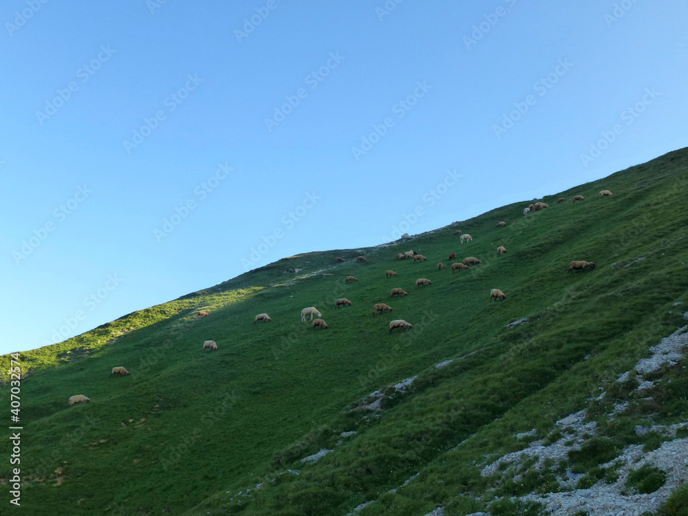 Sheep at Stubai high-altitude hiking trail, lap 8 in Tyrol, Austria