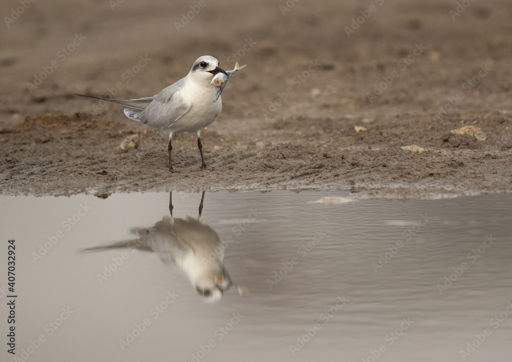 Gull-billed tern with a fish at Asker marsh, Bahrain Gull-billed tern with a fish at Asker marsh, Bahrain