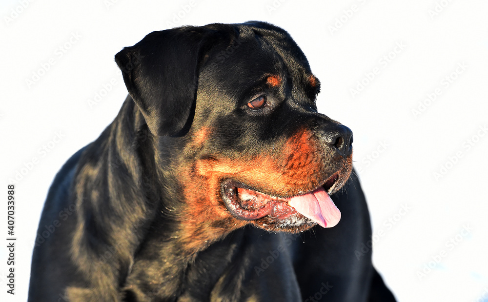 Obraz premium a strong rottweiler dog in the snow