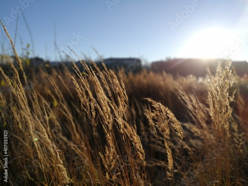 field of wheat