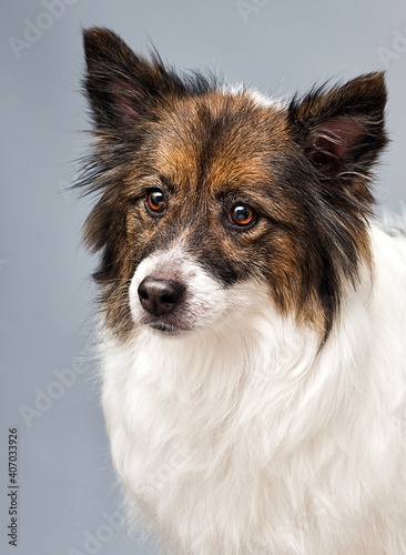 fluffy dog looking on gray background