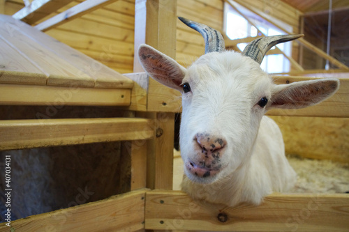 funny white goat with a spotted nose looking at the camera