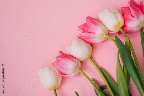 Pink and white tulips on the pink background. Flat lay, top view. Valentines background. 14 february. Women's Day. March 8.