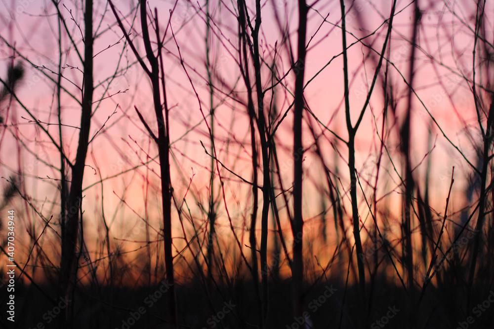 Fototapeta premium abstract branches background on pink sunset background