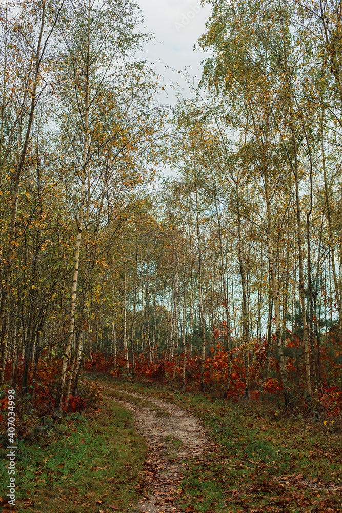 Pathway in autumn forest with birches. Pathway in autumn forest with birches.