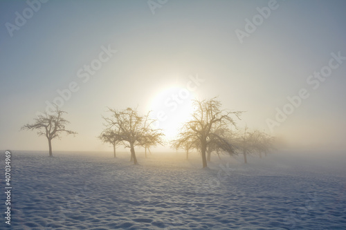Trees at sunrise with snow, fog and sun in winter