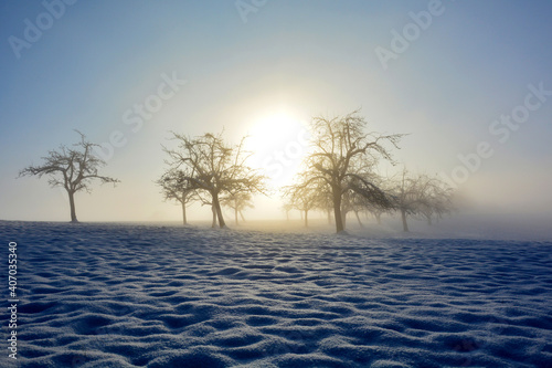 Bäume beim Sonnenaufgang mit Schnee und Sonne an einem nebeligen Morgen