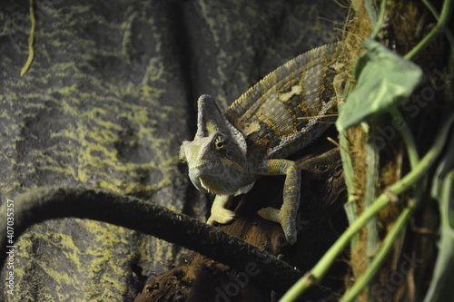 caméléon photo