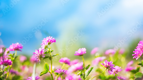 Spring or summer nature background with green grass, wildflowers and blue sky