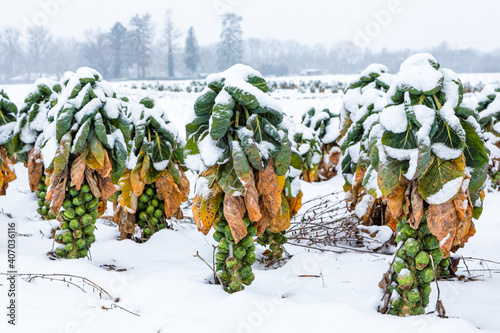 winter vegetable brussels sprouts