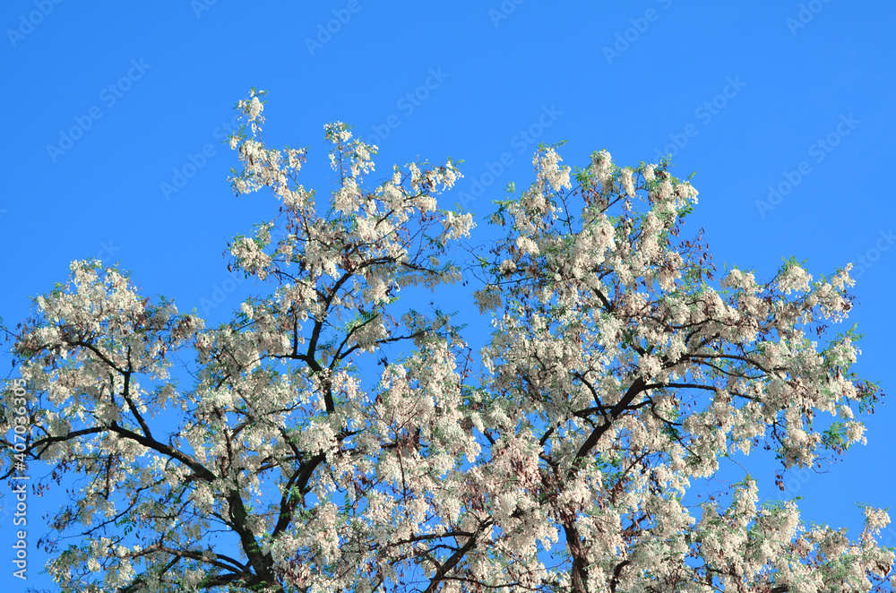 White acacia flowers blooming tree branches in spring on blue sky background White acacia flowers blooming tree branches in spring on blue sky background