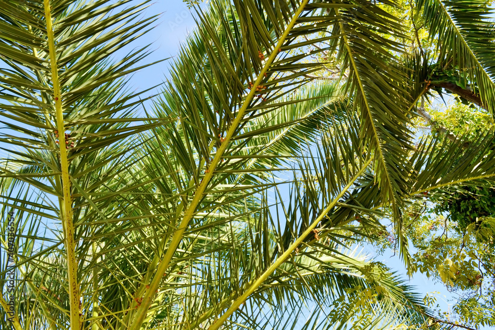 Beautiful Tropical Background  with Palm Tree on a Blue Sky