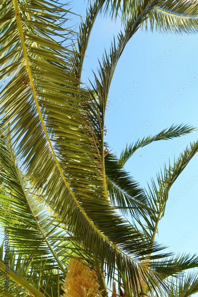 Beautiful Tropical Background  with Palm Tree on a Blue Sky