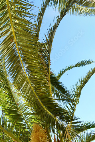 Beautiful Tropical Background with Palm Tree on a Blue Sky