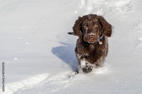 Healthy retriever puppy. Healthy and happy dog. Brown retriever running in deep snow. The dog is playing in the deep snow.