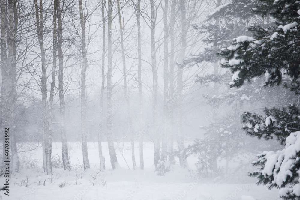 snow covered trees - obrazy, fototapety, plakaty 