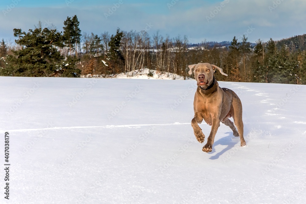 A healthy Weimaraner runs away in the snow. Happy dog in winter landscape. Hunting dog in winter. A healthy Weimaraner runs away in the snow. Happy dog in winter landscape. Hunting dog in winter.