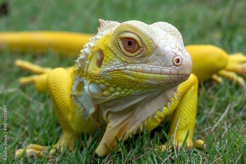 Fototapeta premium close up portrait of a yellow iguana