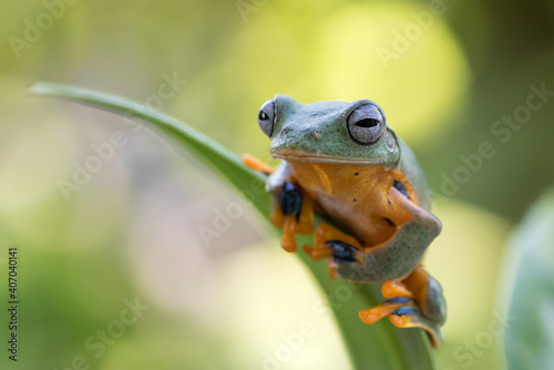 Green tree frog on a leaf