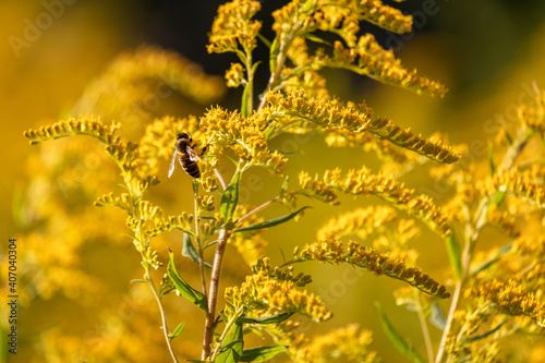flowering Canadian goldenrod with a bee in the sunlight closeup