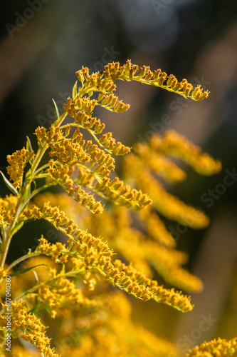 flowering inflorescence of the Canadian goldenrod in the sunlight closeup