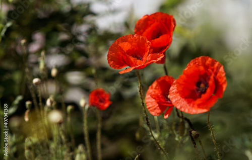 Poppy flower on the field on a summer day. Flowers background