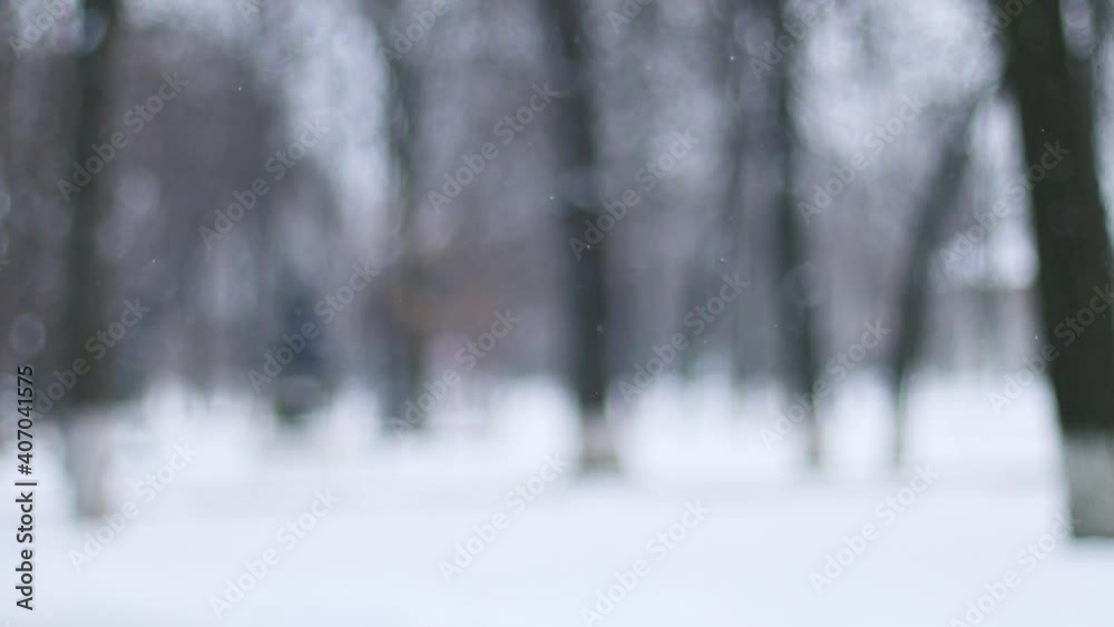 Snow falling at the fir trees branches. Snowfall in winter in the forest Snow falling at the fir trees branches. Snowfall in winter in the forest