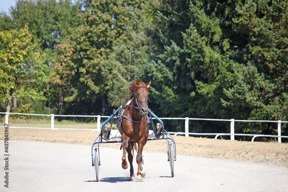 harness racing horse trotter breed in motion
