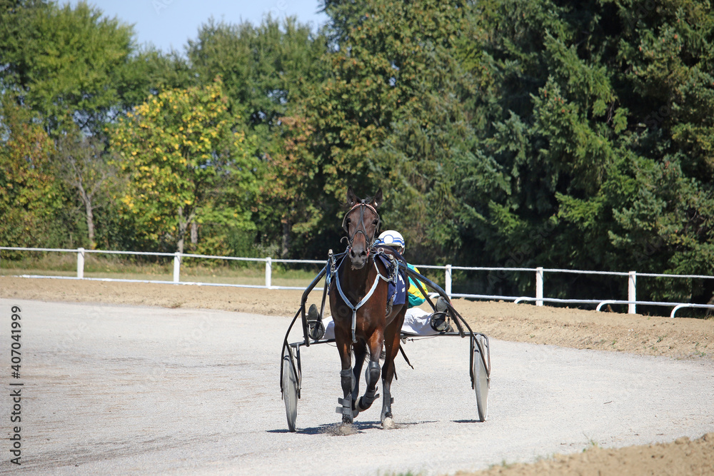 horse trotter breed in motion horse trotter breed in motion
