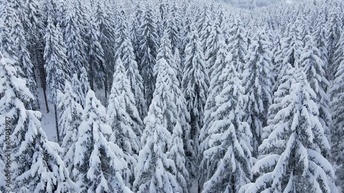 ein tief verschneiter wald mit viel neuschnee aus der schwebe perspektive zwischen den gipfel