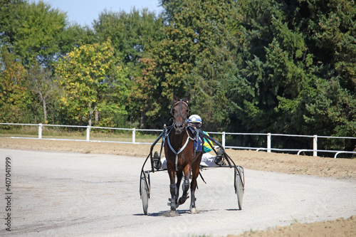 horse trotter breed in motion