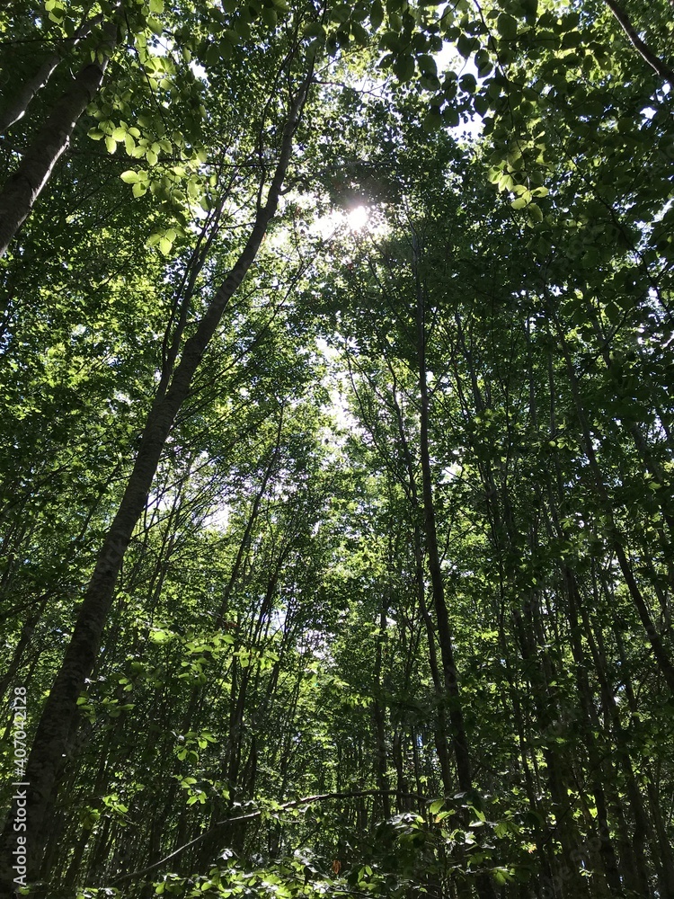 forest in the morning forest in the morning
