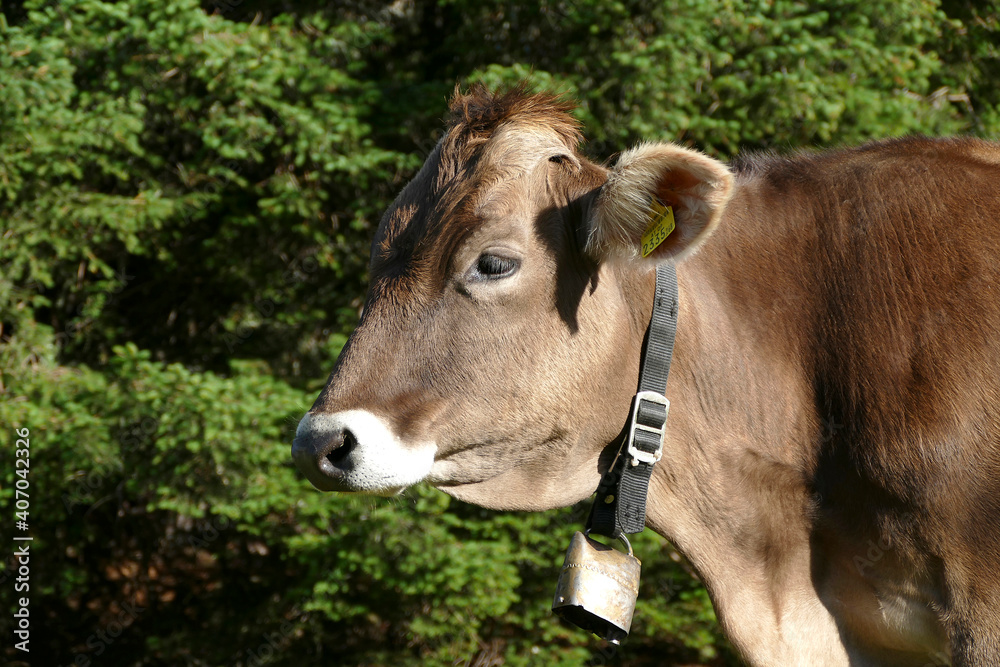Portrait of a cow in Austrian mountains