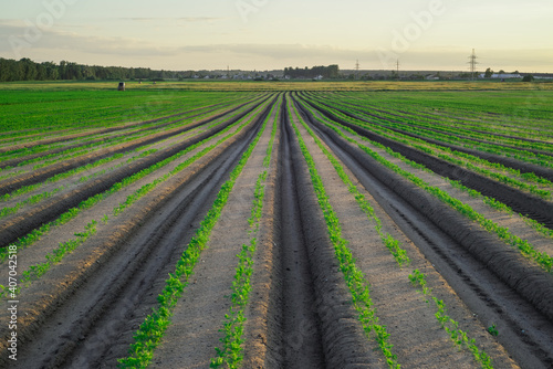 Green plantation of young carrots. Rural landscape at sunset.