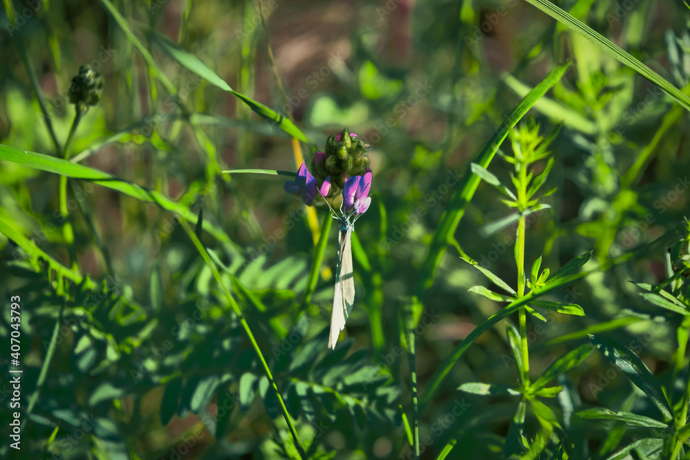 Morning field background with wild flowers. Wild flowers in a meadow nature.