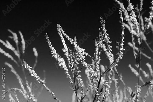 Flowers in the summer field. Black and white filter © Gelia