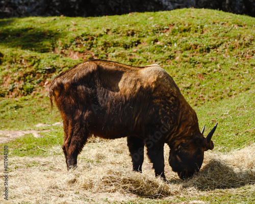 Mishmi takin Budorcas taxicolor taxicolor savannah wild animal feeding on straw in zoo enclosure photo
